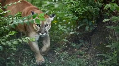Pumas
