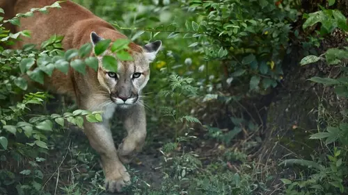 Dynasties Pumas