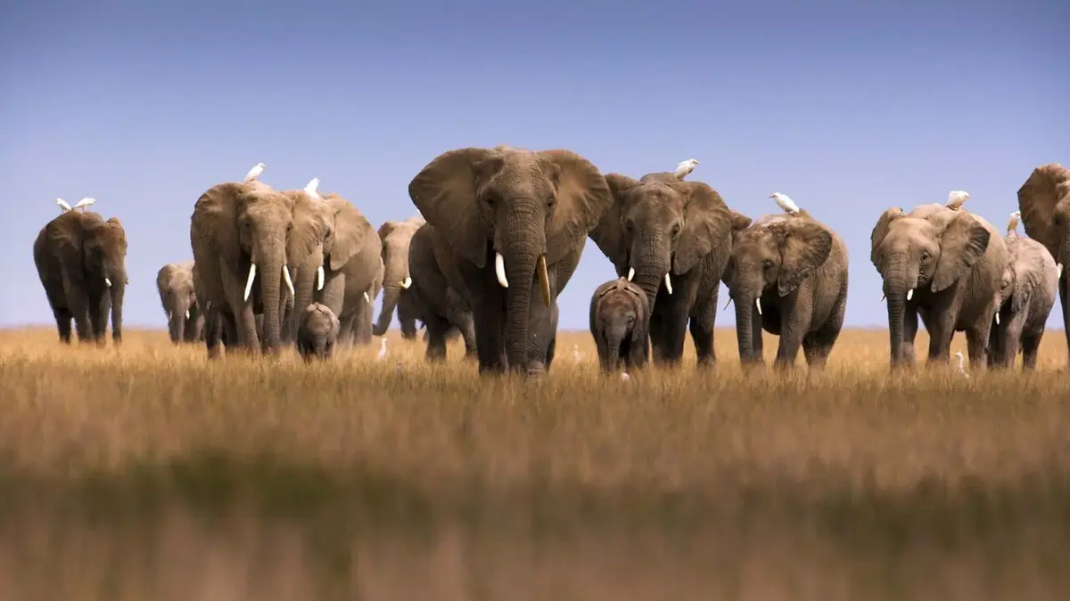 Dynasties Eléphants