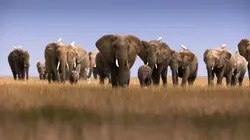 Dynasties Eléphants