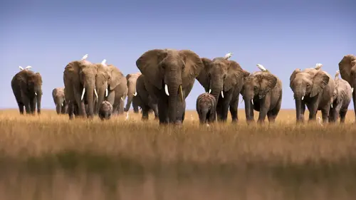 Dynasties Eléphants