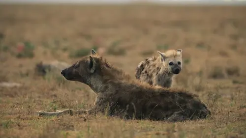 Dynasties Hyènes