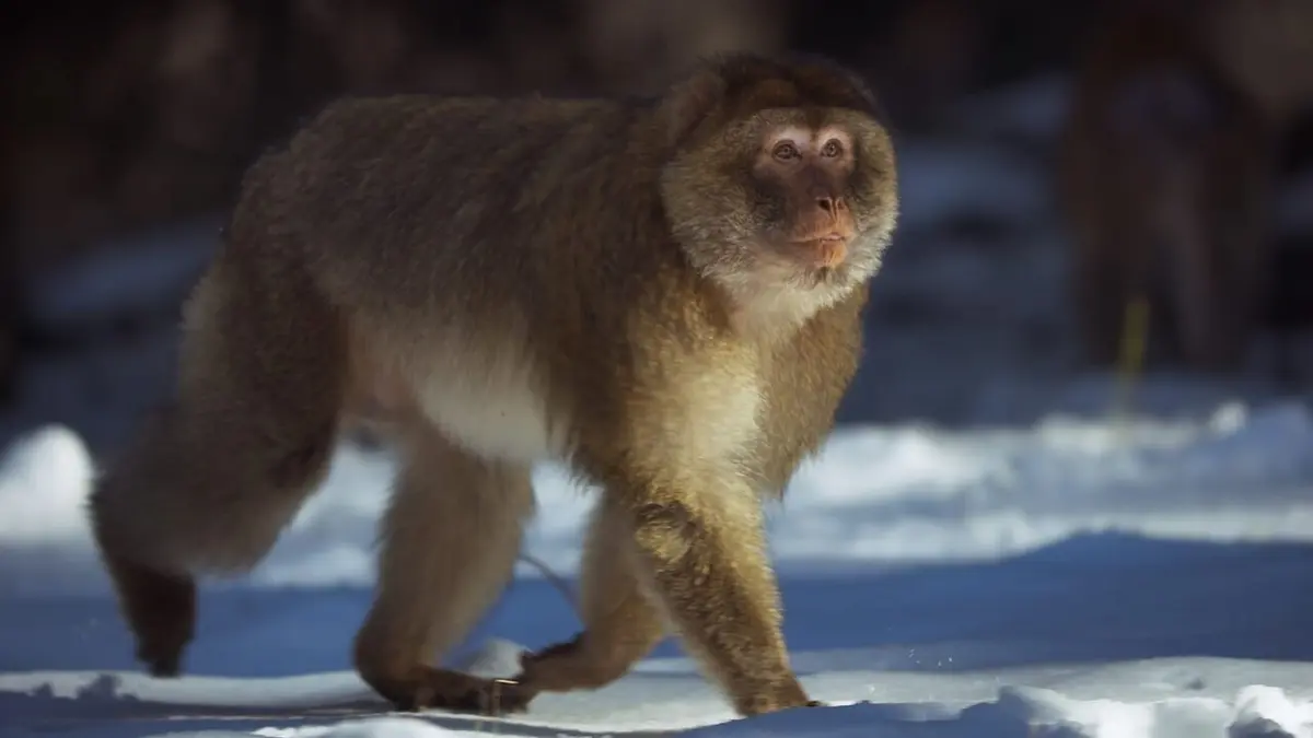 Dynasties Macaques