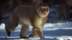 Dynasties Macaques