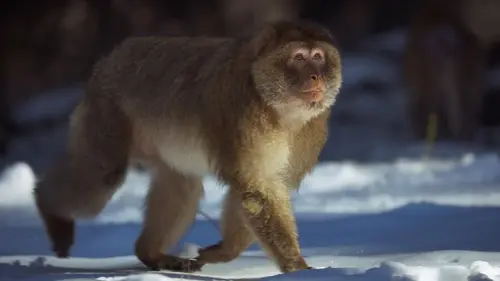 Dynasties Macaques