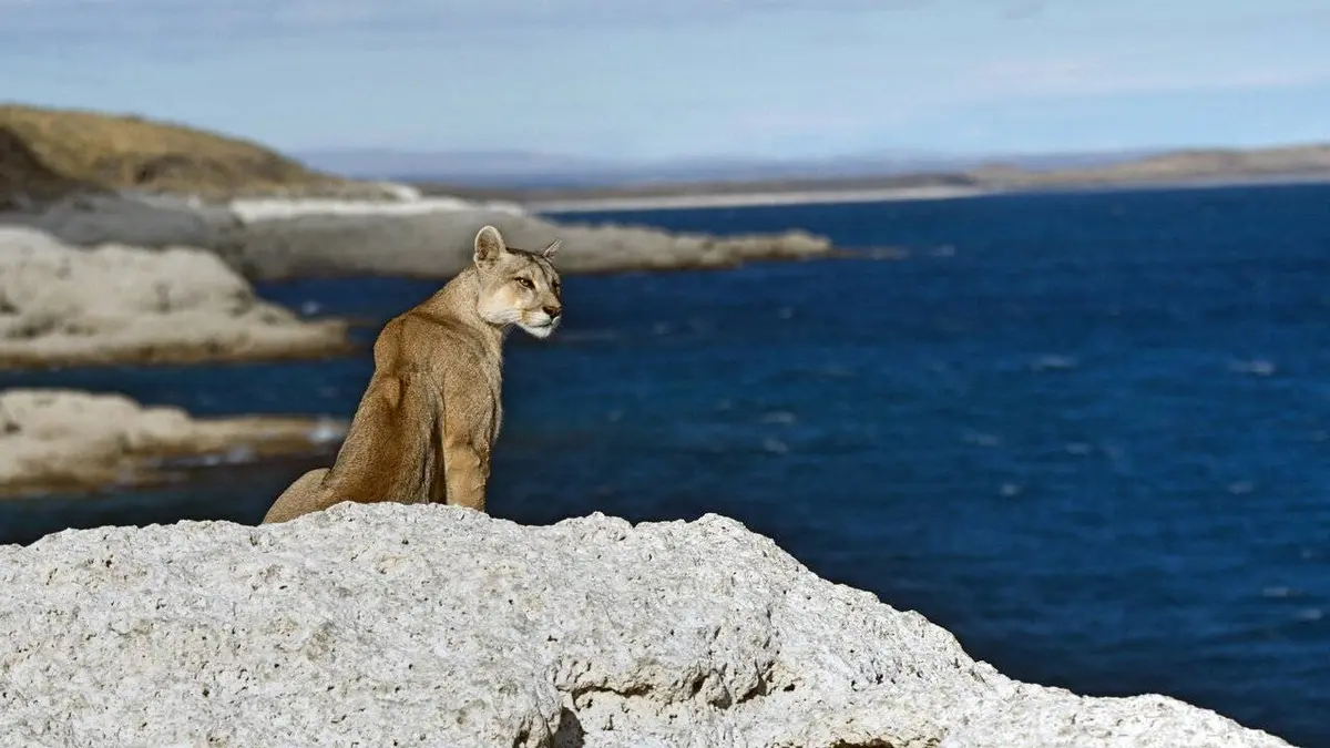 Dynasties animales S02E02 Pumas