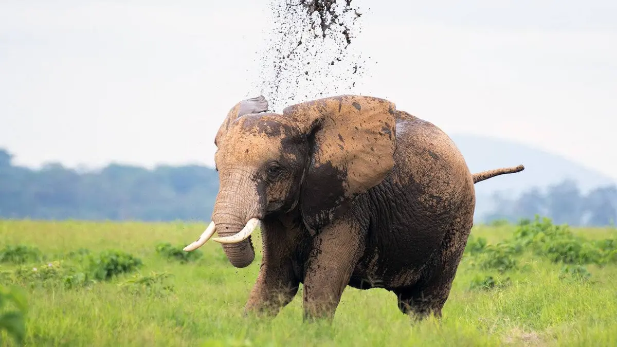 Dynasties animales S02E03 Eléphants