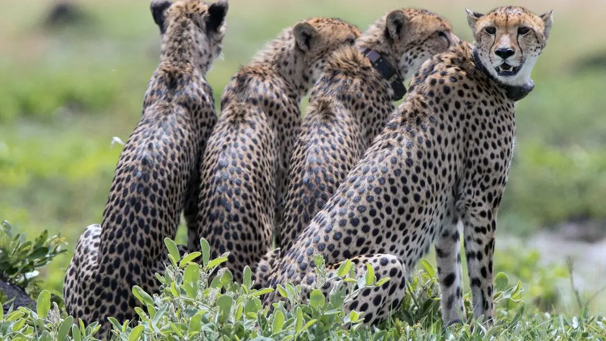 Dynasties animales S02E04 Guépards