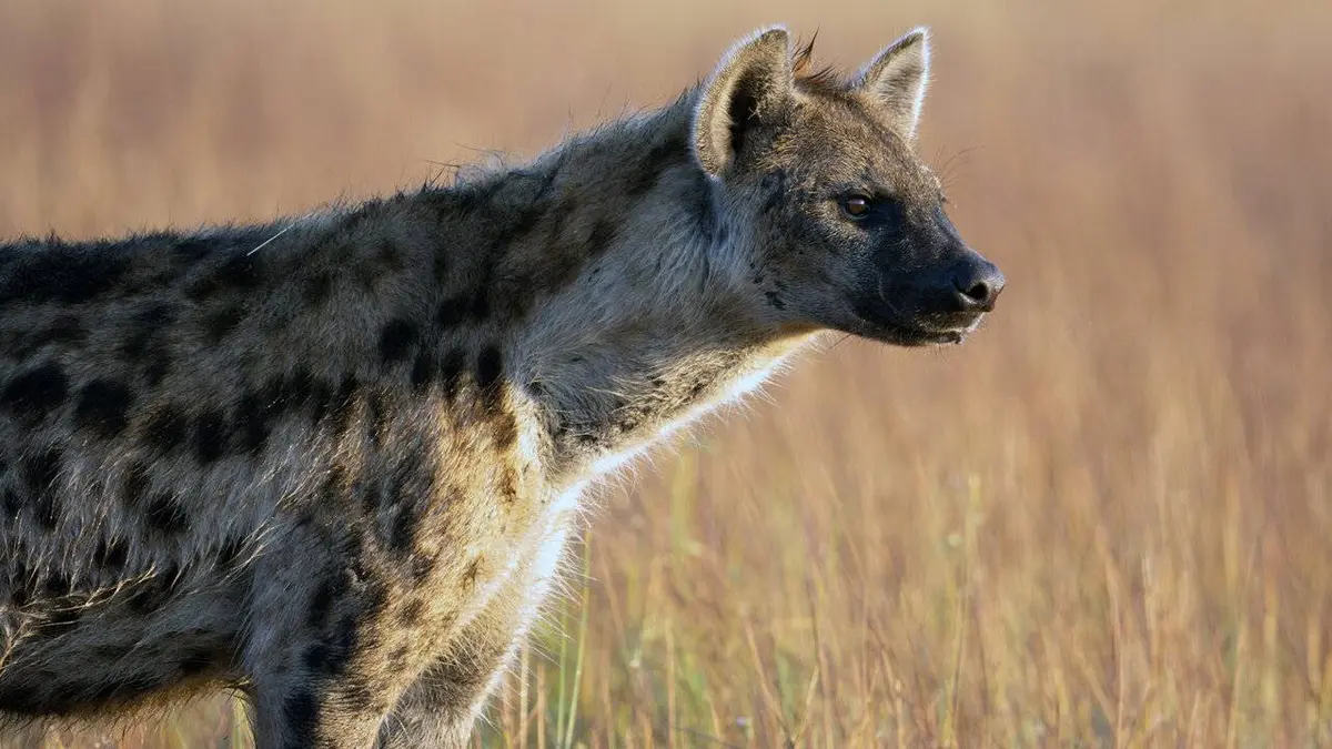 Dynasties animales S02E05 Hyènes