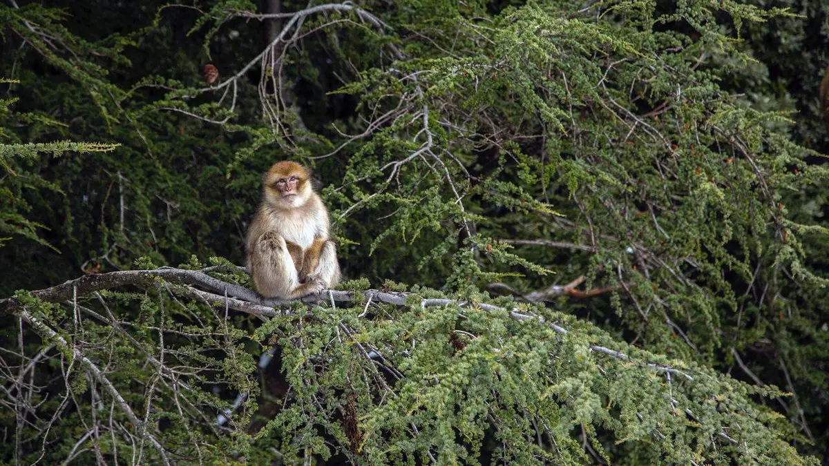 Dynasties animales S02E07 Macaque
