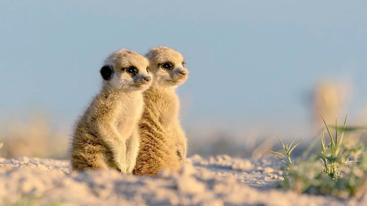 Dynasties animales S02E06 Suricates