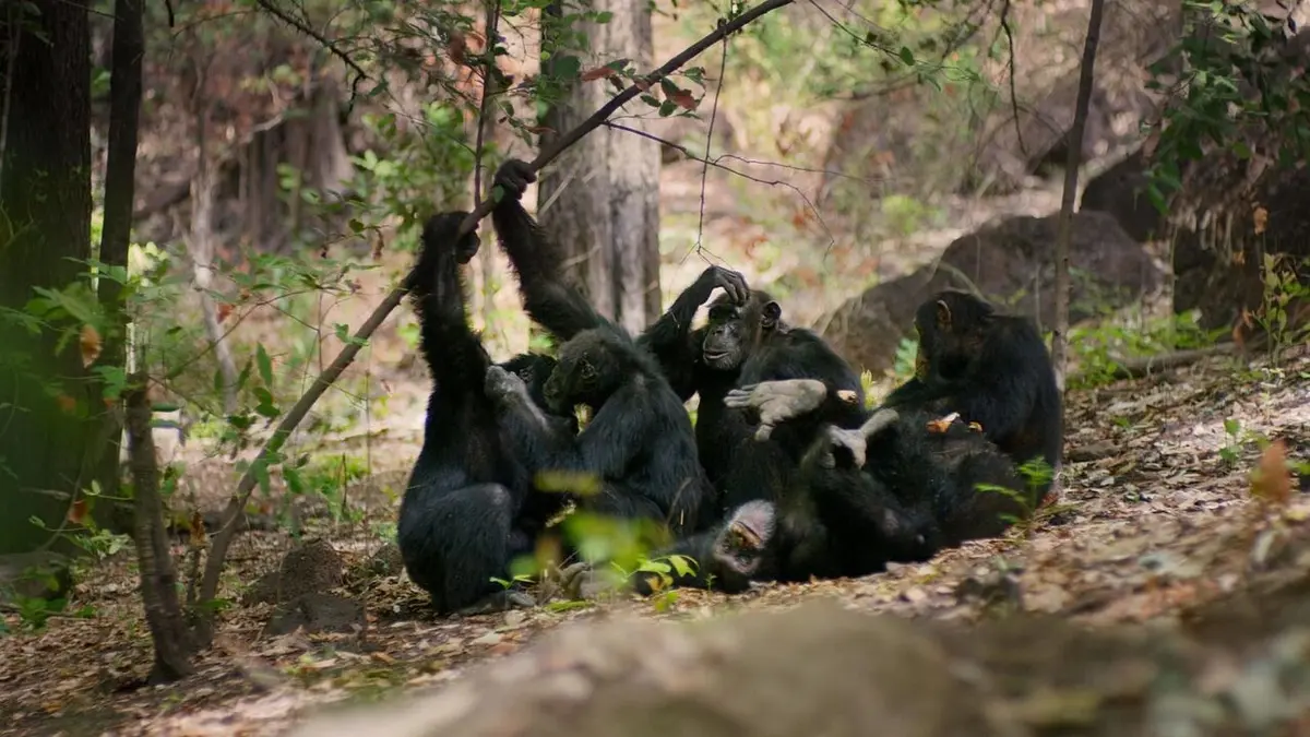 Visuel de Dynasties Macaques