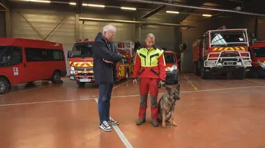 Toiles d'araignées, odorat des chiens : ces animaux surpassent les humains !