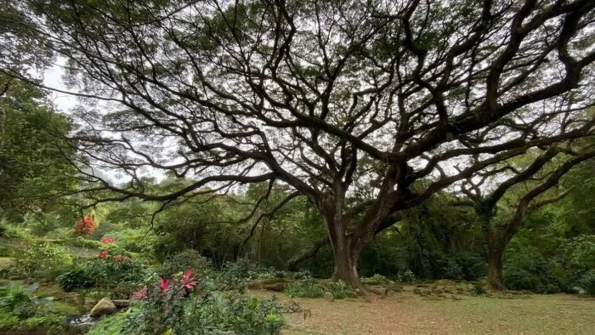 Echappées belles La Martinique en partage