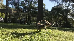 Echappées belles Australie à la conquête de la Tasmanie