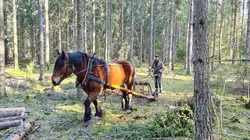 Echappées belles Suède, la force de la nature