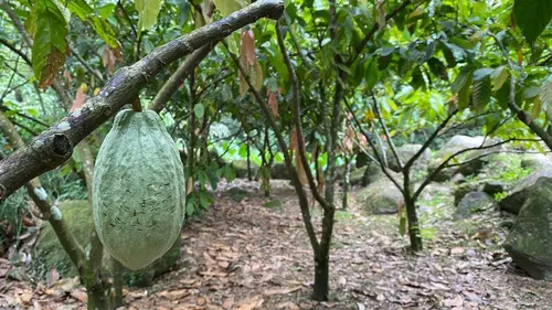 Echappées belles Spéciale Martinique, l'aventure en partage