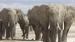 Visuel de Echo, une vie d'éléphant