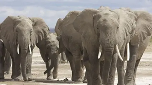 Echo, une vie d'éléphant