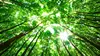 Économie et environnement, contre nature?