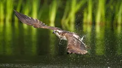 Ecosse, la quête du sauvage