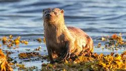 Ecosse, la quête du sauvage