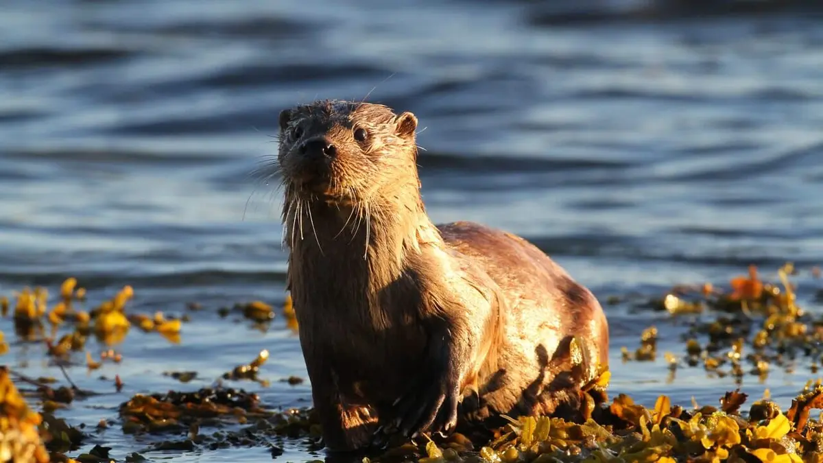 Ecosse, la quête du sauvage