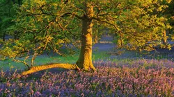 Écosse, whisky, Highlands