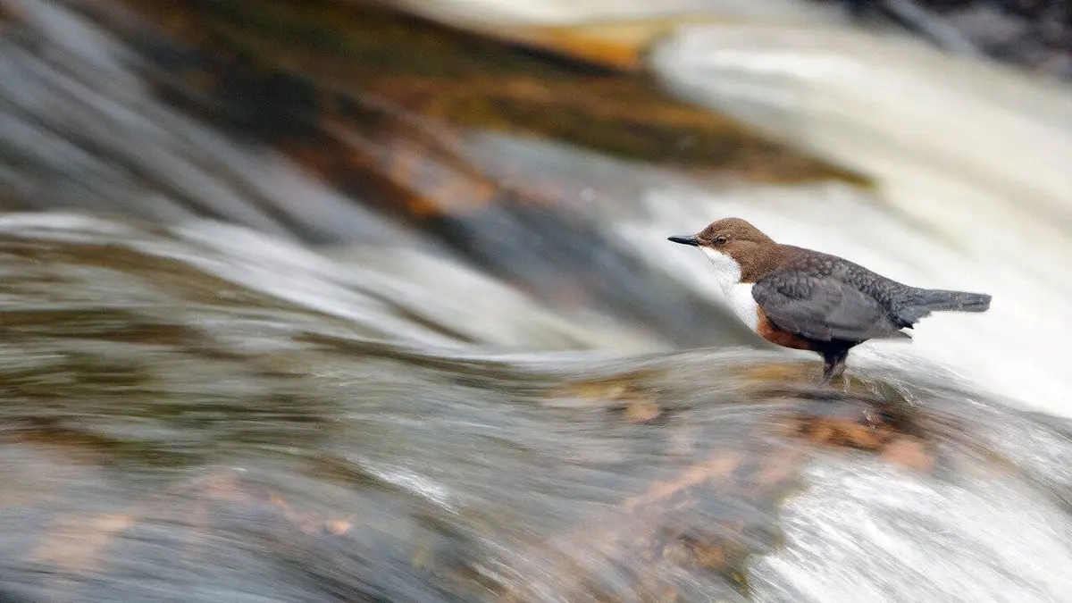 Écosse, whisky, Highlands