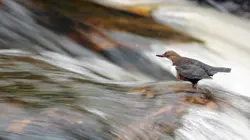 Écosse, whisky, Highlands