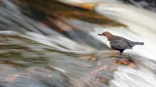 Écosse, whisky, Highlands