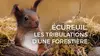 Ecureuil, les tribulations d'une forestière