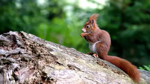 Ecureuils, les acrobates de la forêt