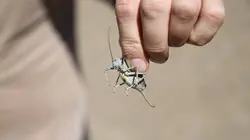 Ed Stafford : Seul au monde