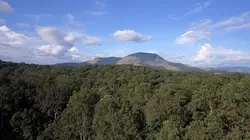 Eden vert : la guerre du bois