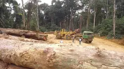 Eden vert : la guerre du bois