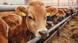 Edition spéciale Salon de l'Agriculture