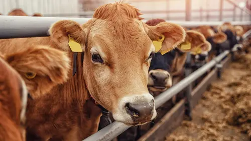 Edition spéciale Salon de l'Agriculture