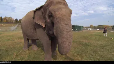 Eléphants à bord !