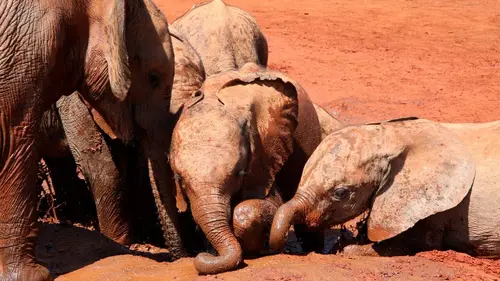 Elephants : Back to the wild