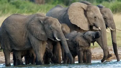 Eléphants d'Asie, quand les hommes se trompent