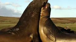 Visuel de Eléphants de mer : des agents très spéciaux