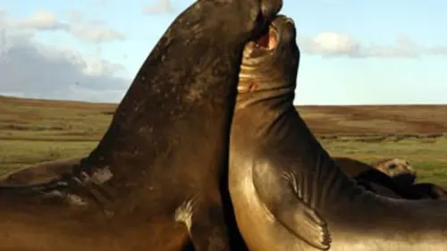 Eléphants de mer : des agents très spéciaux