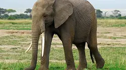 Visuel de Eléphants du Kilimandjaro
