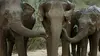 Eléphants du Sri Lanka (2013)