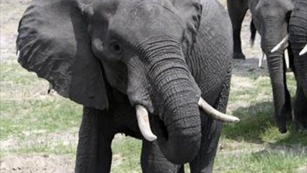 Eléphants, les chemins de la liberté