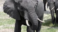 Visuel de Eléphants, les chemins de la liberté