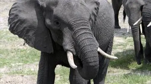 Eléphants, les chemins de la liberté