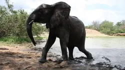 Eléphants : retour à la vie sauvage