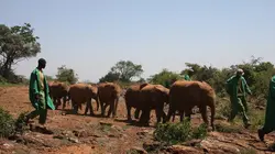 Eléphants : retour à la vie sauvage